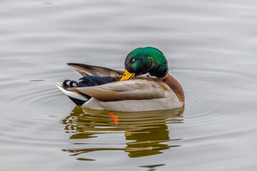 Drake Mallard (Anas platyrhynchos) duck on open water preening feathers during winter. Selective focus, background blur and foreground blur.
