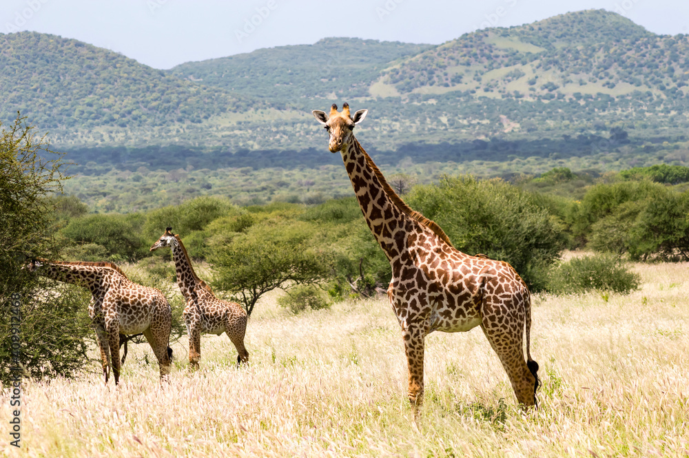 Sticker Three giraffes in the savannah