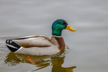 Drake Mallard (Anas platyrhynchos) duck swimming on water during winter. Selective focus, background blur and foreground blur.
