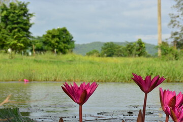 pink water lilies in botanical gardens nature very beautiful  with  landscape in Thailand nice sky and trees