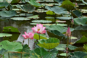 pink sacred lotus also known nelumbo nucifera  or Indian lotus in the lake with green leave in Thailand focus selection