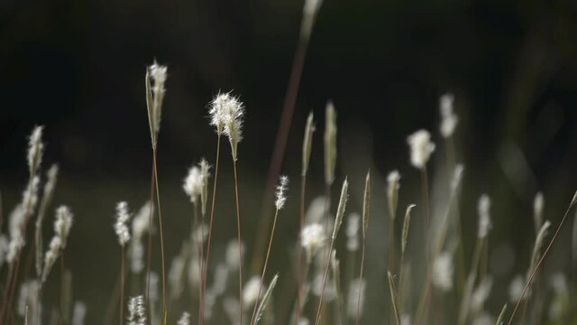 flore camarguaise