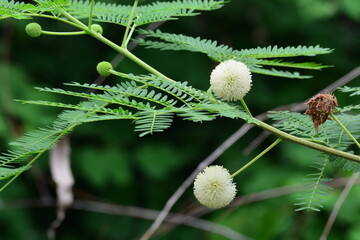 white popinac or horse tamarind acacia flowers with green leave focus selective