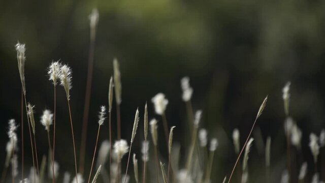 flore camarguaise