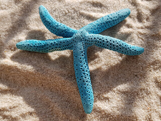 a blue starfish lies on the sand. sandy beach with sea stars