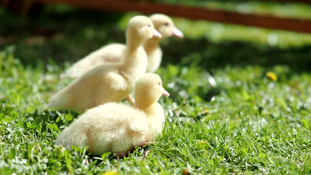 Three small fluffy ducklings outdoor in 4K VIDEO. Yellow baby duck birds on spring green grass discovers life. Organic farming, animal rights, back to nature concept.