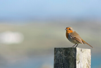 Bird on the fence / Signs of spring