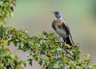 The fieldfare (Turdus pilaris) is a member of the thrush family Turdidae.