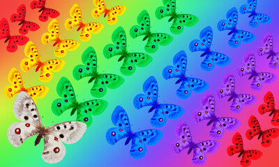 A rainbow composed of Papilio Apollo butterflies. Color variability of butterflies.