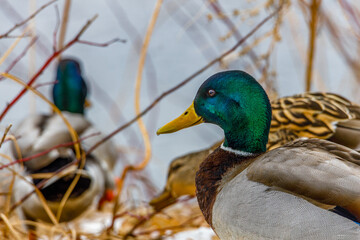 Close up portrait of a Drake Mallard (Anas platyrhynchos) duck on land during winter. Selective focus, background blur and foreground blur.
