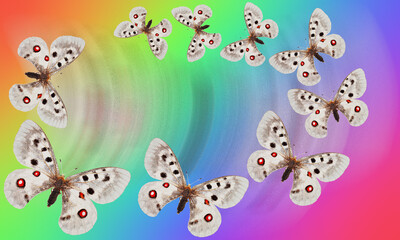 Naklejka premium Apollo butterflies fly on an abstract colored background. Place for your text.