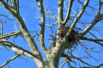 A beautifully constructed birds nest sitting high in a tree against a clear blue sky