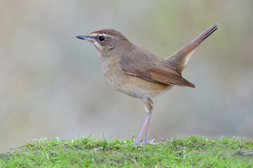 lovely brown bird with tail wagging high while perhcing on little green young grass among water drops, siberian rubythroat (calliope calliope)