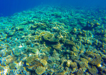 Naklejka na ściany i meble incredibly beautiful combinations of colors and shapes of living coral reef and fish in the Red Sea in Egypt, Sharm El Sheikh 