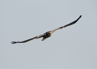 Eurasian Marsh harrier in flight at Asker Marsh, Bahrain