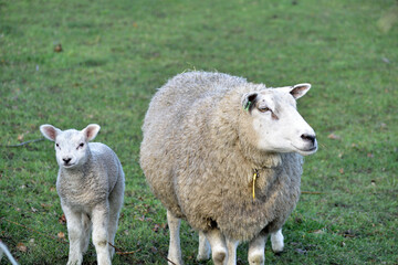 A mother sheep and her cute baby lamb in their field in North Brabant, Netherlands
