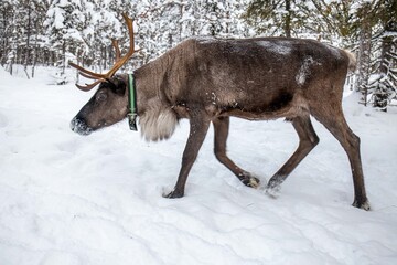Deer is running in winter forest