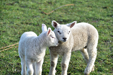 Obraz na płótnie Canvas Close up of a pair of cute young lambs in the winter sunshine