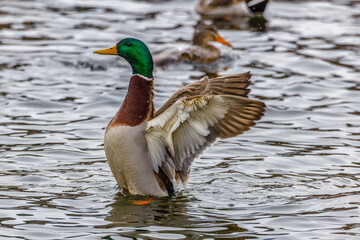 Drake Mallard (Anas platyrhynchos) duck on display flapping wings on the water during winter. Selective focus, background blur and foreground blur.
