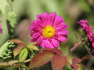 Obraz premium pink flower