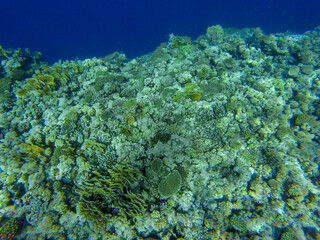 
incredibly beautiful combinations of colors and shapes of living coral reef and fish in the Red Sea in Egypt, Sharm El Sheikh
