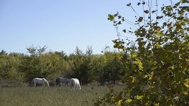 Chevaux