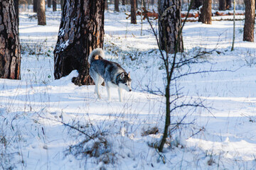 Fototapeta na wymiar Happy and funny beige and white Siberian husky dog runs along a snowy path in a winter forest. husky is having fun in the forest.