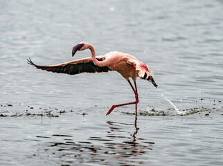 Flamingo flying