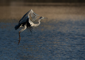 Grey Heron in flight at Tubli bay, Bahrain