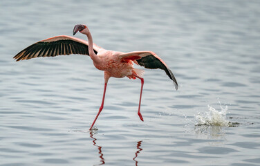 Flamingo flying