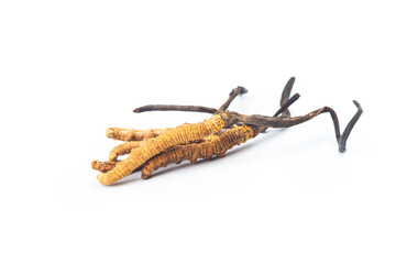 Cordyceps sinesis Isolated on white background