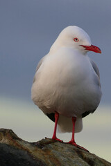 Portrait image of sitting beautiful red-billed gull with bright red beak in front of dusk sky