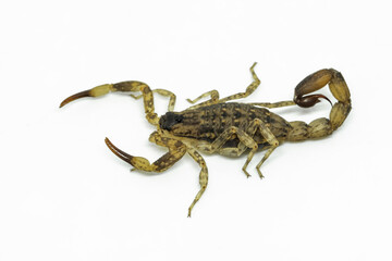 Chinese Swimming Scorpion is considered the most widespread and common scorpion species across Southeast Asia