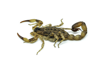 Chinese Swimming Scorpion is considered the most widespread and common scorpion species across Southeast Asia