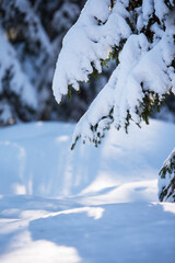 Snow covered spruce tree (Picea abies) branches. Selective focus and shallow depth of field.