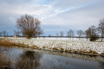 Willow in a snow covered field. Winter landscape in northern Poland