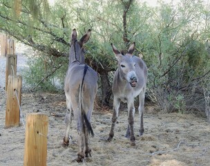 Obraz na płótnie Canvas Wild burros living in the Mojave Desert, Parker Dam area, San Bernardino County, California.