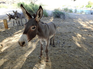 Wild burro living in the Mojave Desert, Parker Dam area, San Bernardino County, California.