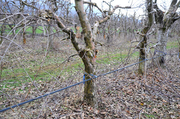 pruned apple orchard in winter,shallow dof