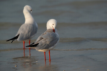 Slender-billed gulls preening at Busaiteen coast of Bahrain