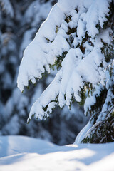 Snow covered spruce tree (Picea abies) branches. Selective focus and shallow depth of field.