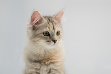 Siberian cat on white backgrounds