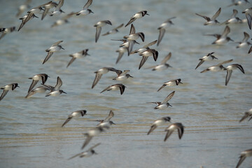 Flock of Dunlins and little stints flying at Tubli bay, Bahrain