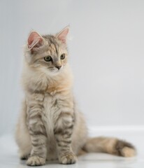 Siberian cat on white backgrounds