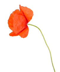 Red poppy flower isolated on a white background. View of another flower in the portoflio.