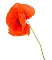 Red poppy flower isolated on a white background. View of another flower in the portoflio.