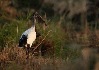 African Sacred Ibis on the garss at Asker marsh, Bahrain