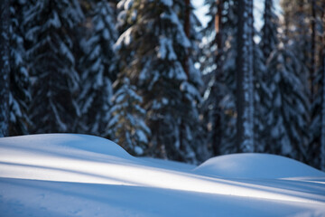 Winter forest, bright sunlight and shadows on snow blanket.