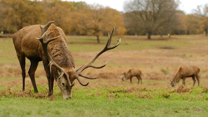 Deer in Richmond Park, London