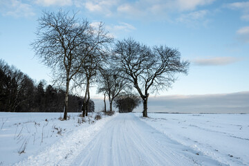 Trees in a snow covered field. Winter landscape in northern Poland